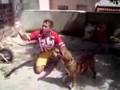 ataque de pit bull