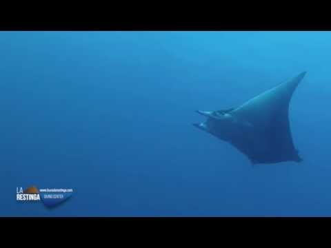 MANTA MOBULA TARAPACANA EN LA ISLA DE EL HIERRO