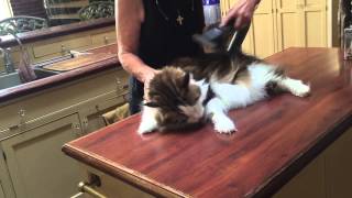 VACUUM GROOMING!