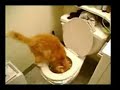 Check out this crazy cat video of cats using the toilet just like Mr. Jinx in the movie Meet The Parents