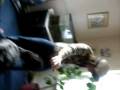 videos de Brother dancing to 'don't stop the music' by Rihanna