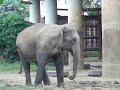 elephant dance- ta?cz?cy s?o?