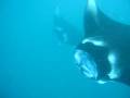 videos de モルディブ　マンタ　Manta ray 2
