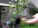 Swooping Blackbird takes grape from hand