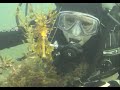 Scuba diving with Leafy sea dragons in Australia