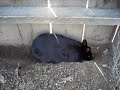 Rabbit digging!