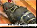 Ular Makan Makan Manusia Part 1