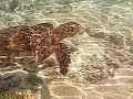 Turtle Swimming At Fihalhohi Maldives #2