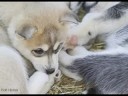 Adopt a dog