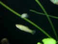 Aquarium planted with natural inspired aquascaping in rivers of Serra da Bodoquena  MS  Brazil  Aquário natural plantado com aquascaping inspirado nos rios da Serra da Bodoquena  MS  Brasil 
