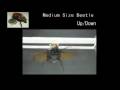 remote controlled beetle by DARPA