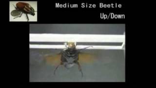 Click to View : The US military has funded research for use of remote controlled beetles. Now bugs can come to your home and spy