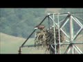 Bald Eagles in nest - Pigargos en el nido