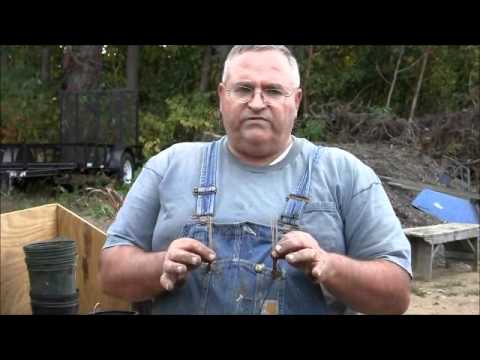 how to transplant zebra grass