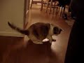 Sky Chases Red Dot