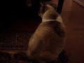 Sky Chases Red Dot