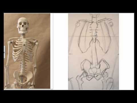 how to draw skeleton