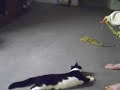 My Kitty Parker Spazing My Kitty Parker Spazing