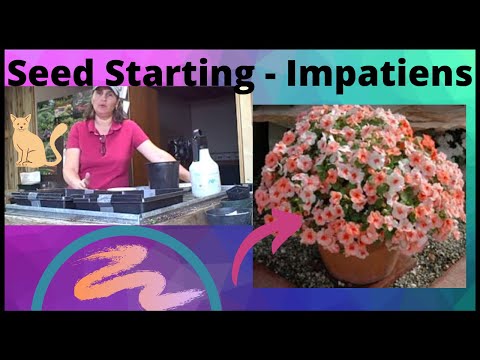 how to transplant impatiens flowers