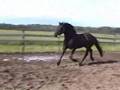 Legend Woods Tovi, Friesian/Paint Gelding