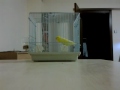 Boraergun - waterslager canary