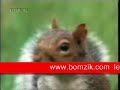 moghamarat sinjab www.bomzik.com