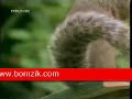 moghamarat sinjab www.bomzik.com
