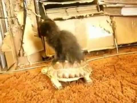 ulopesENCORR - Turtle dizzy and lazy kitty Tortuga mareos y perezoso gato.
