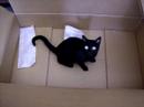Nerina on the box