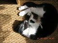 chat qui aime faire des betises