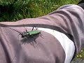 Giant green capricorn beetle