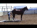 More horse washing