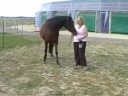 Clickertraining Prinzessin - Teil 2