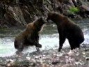 Grizzly Battle