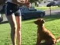 Nova Scotia Duck Tolling Retriever
