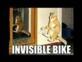 Funny-Cats