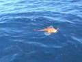 Grondin au tai jig, by www.bastia-offshore-fishing.com