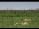 Prairie Dog Explodes on impact .204 Ruger