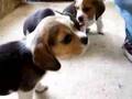 Lucy the Beagle Puppy