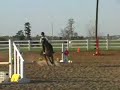 Cherubino, Stadium Jumping March 2008, Oldenburg for sale