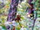 videos de cryptic animal