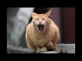 El Gato Viudo - Videoclip (Ranchera)