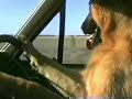 Benton the dog on Safari - Richmond Park remix