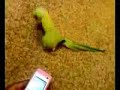 Dubstep bird