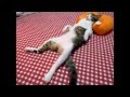 funny cats compilation 2012