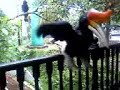 anice day out in kuala lumpur bird park. then suddenly......