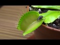 Venusfliegenfalle vs Kaefer -  Venus fly trap vs bug - fleischfressende Pflanzen