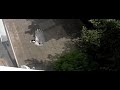 Tomtit (koolmees) confused because a big black camera above his hive.