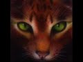 Not one of us- Tigerclaw, Brambleclaw and Hawkfrost