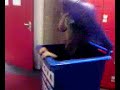 Video-0001.mp4 Video-0001.mp4
